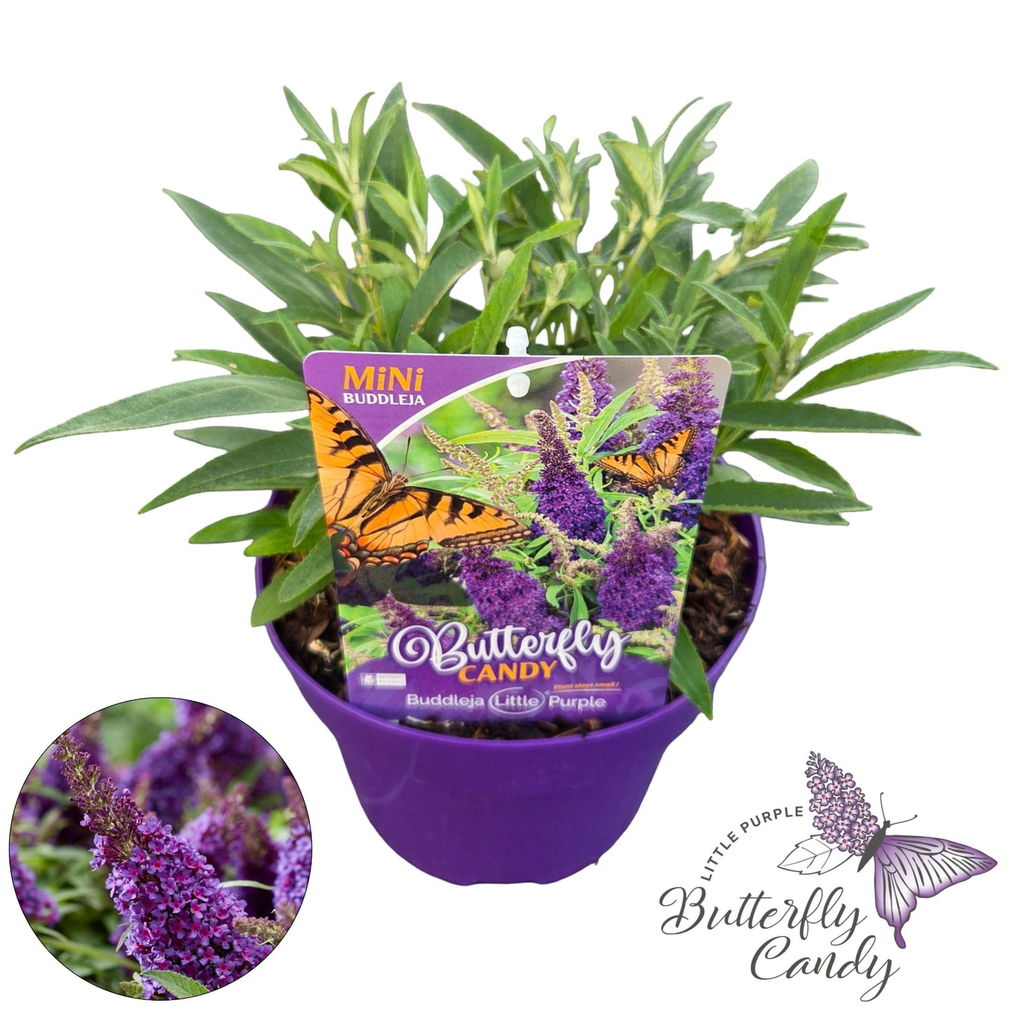 Buddleja Butterfly Candy Little Purple 40cm 19cm Pot