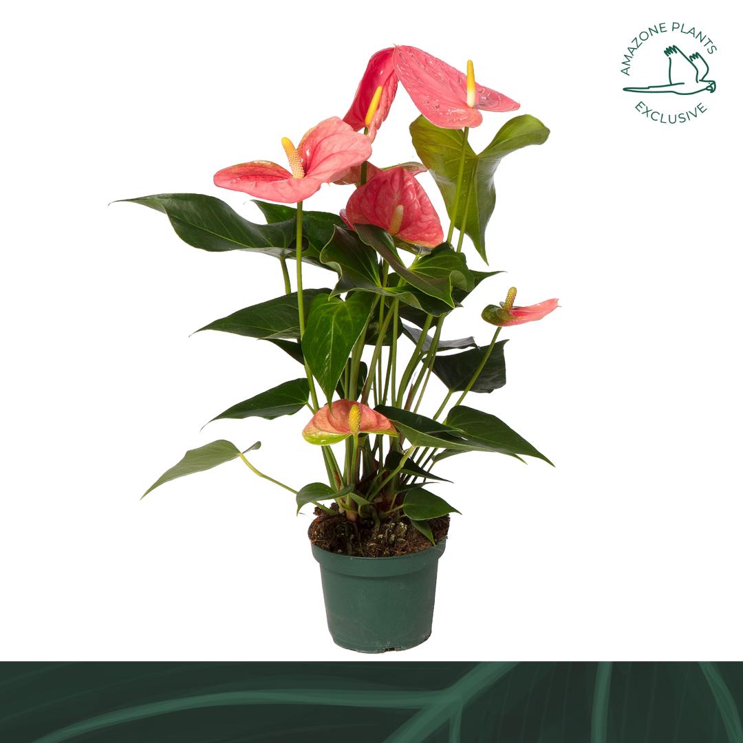 Anthurium Colorado 50cm 14cm Pot