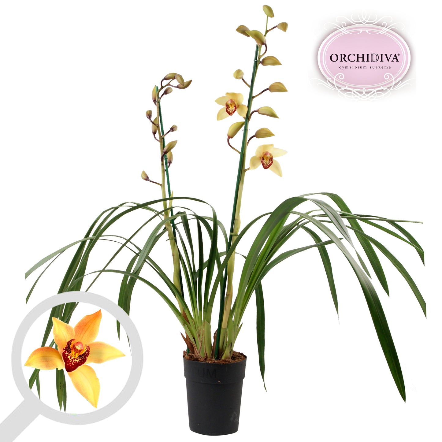 Orchidiva Cymbidium orange Pack of 7