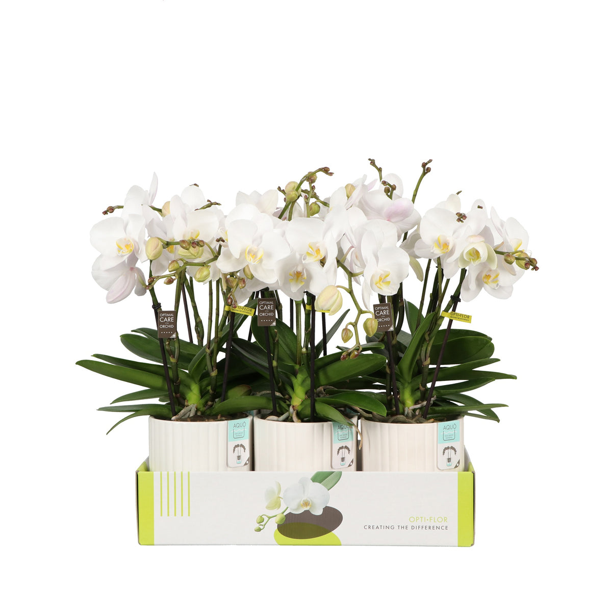 Phalaenopsis white 40cm 12cm Pot