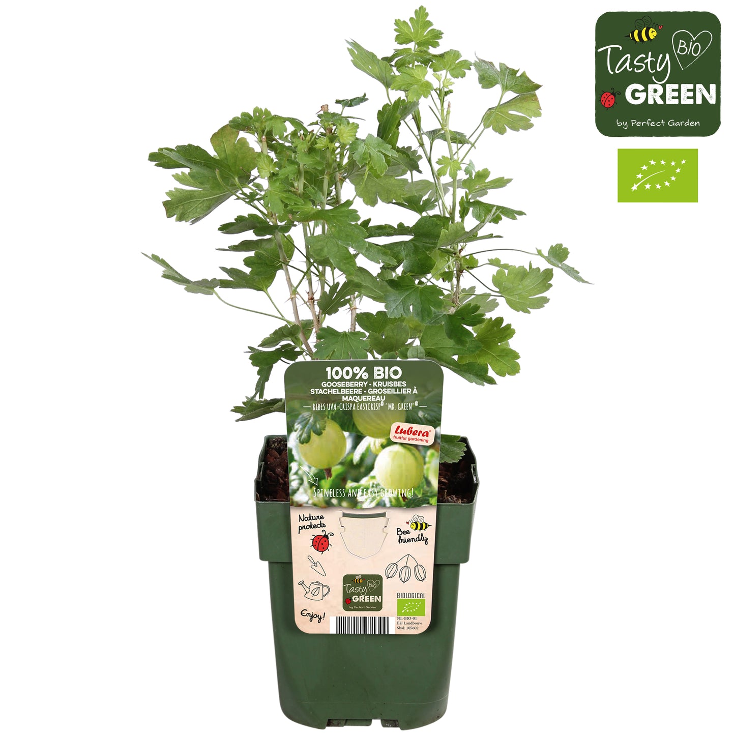 Ribes ("Gooseberry") uva-crispa 30cm 13cm Pot