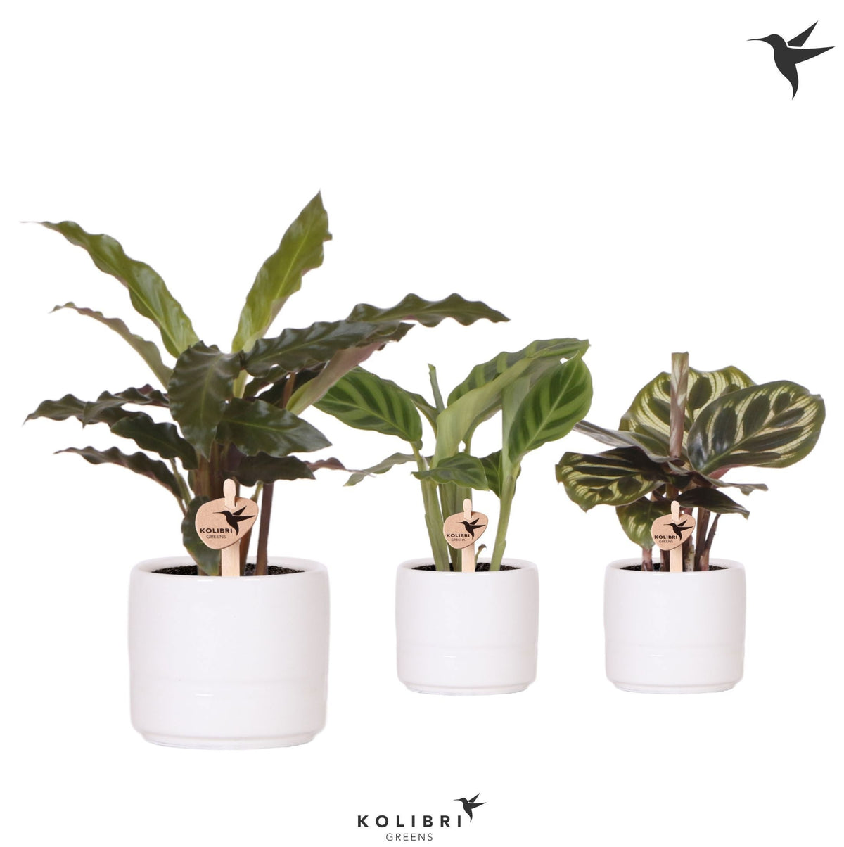 Calathea mix 18cm 6cm Pot