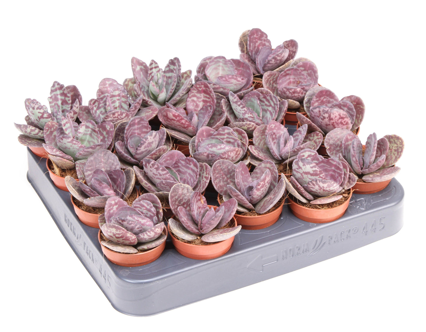 Kalanchoe hybrid 8cm 505cm Pot
