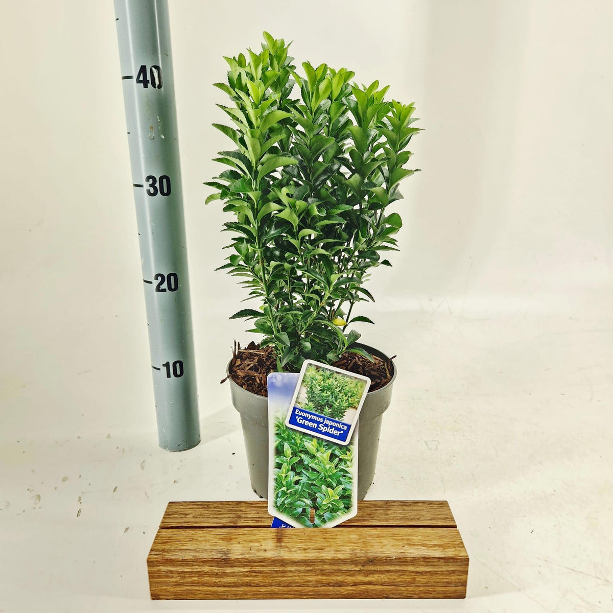 Euonymus Green Spire 40cm 17cm Pot