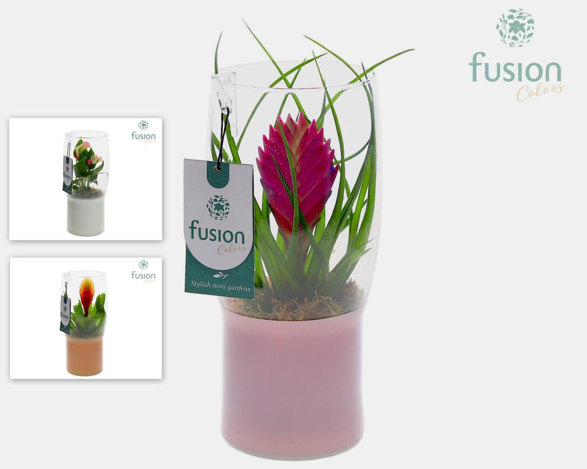 arr. Bromelia 25cm 12cm Pot