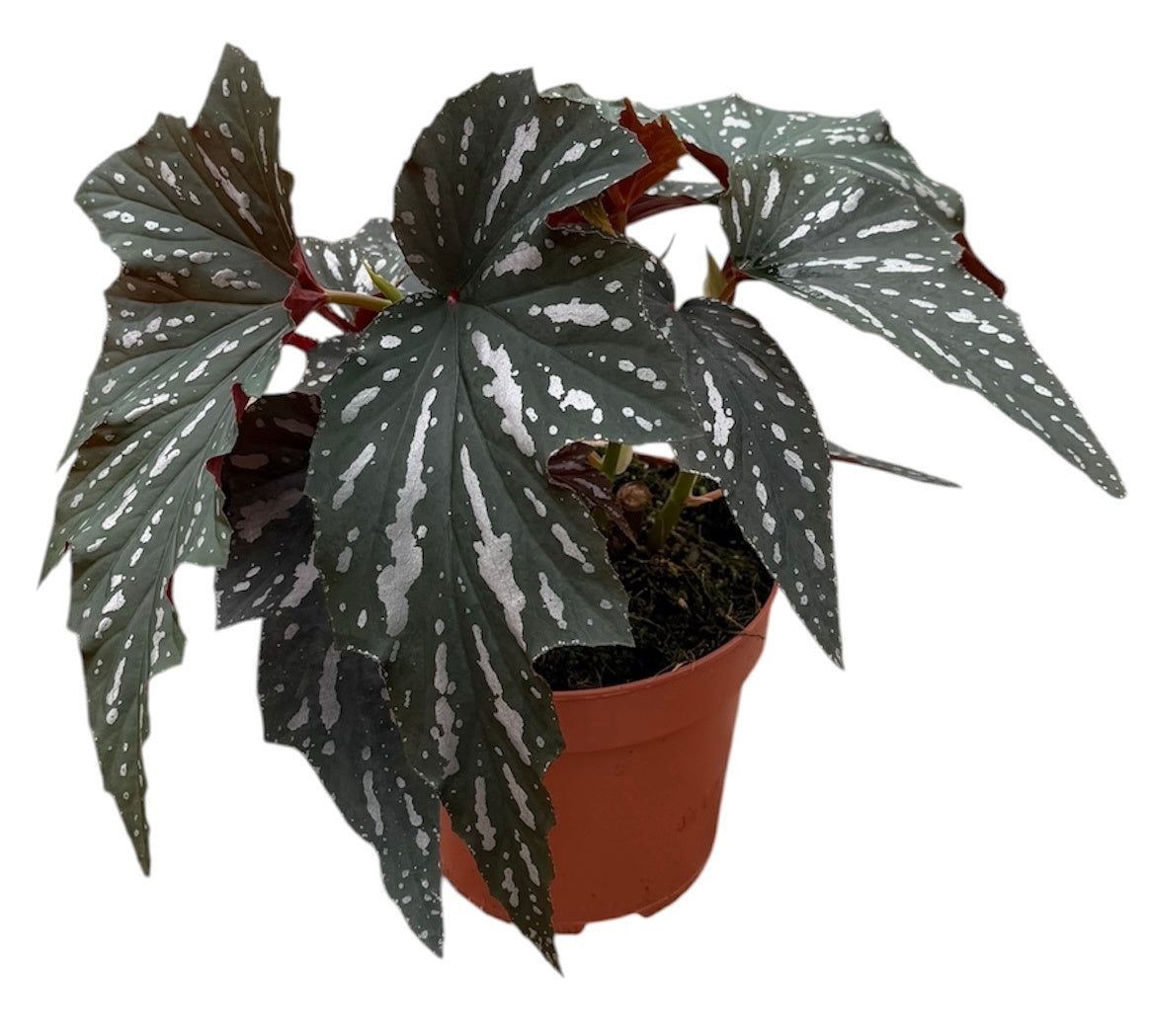 Begonia Cottage Bright Red 40cm 17cm Pot