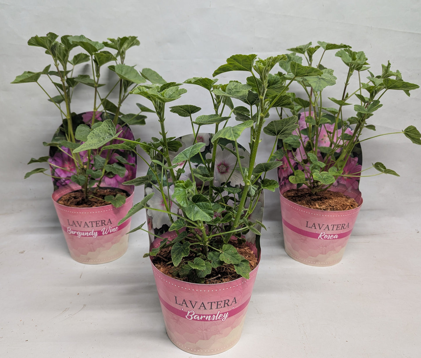 Lavatera mix 17cm 17cm Pot