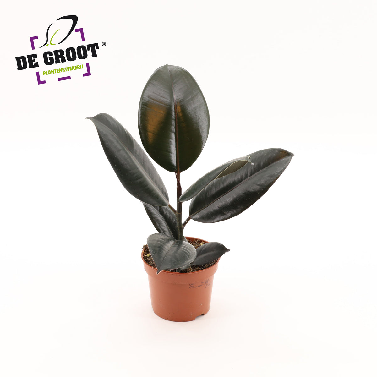 Ficus Abidjan 35cm 12cm Pot