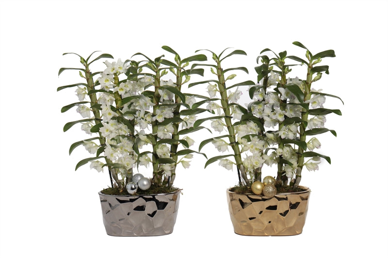 Dendrobium Apollon 50cm 999cm Pot