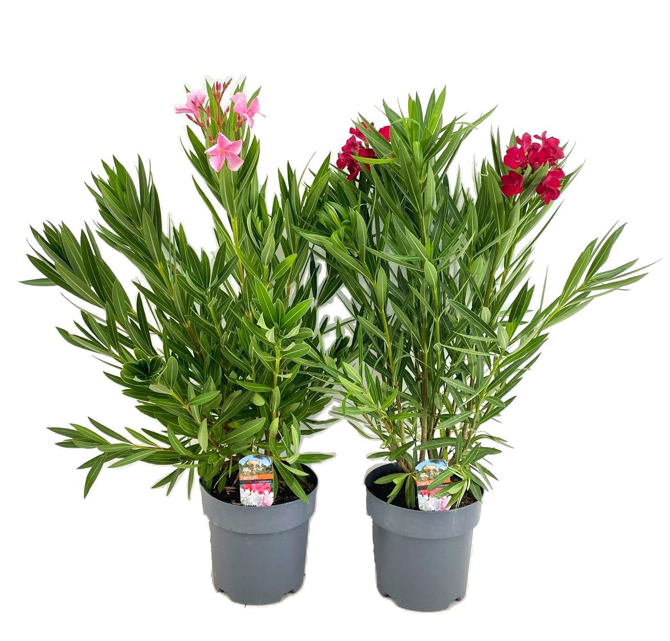 Nerium oleander mix 90cm 24cm Pot
