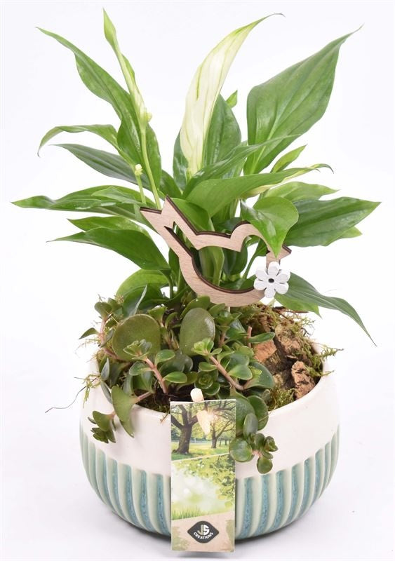 Indoor arrangement 12cm Pot