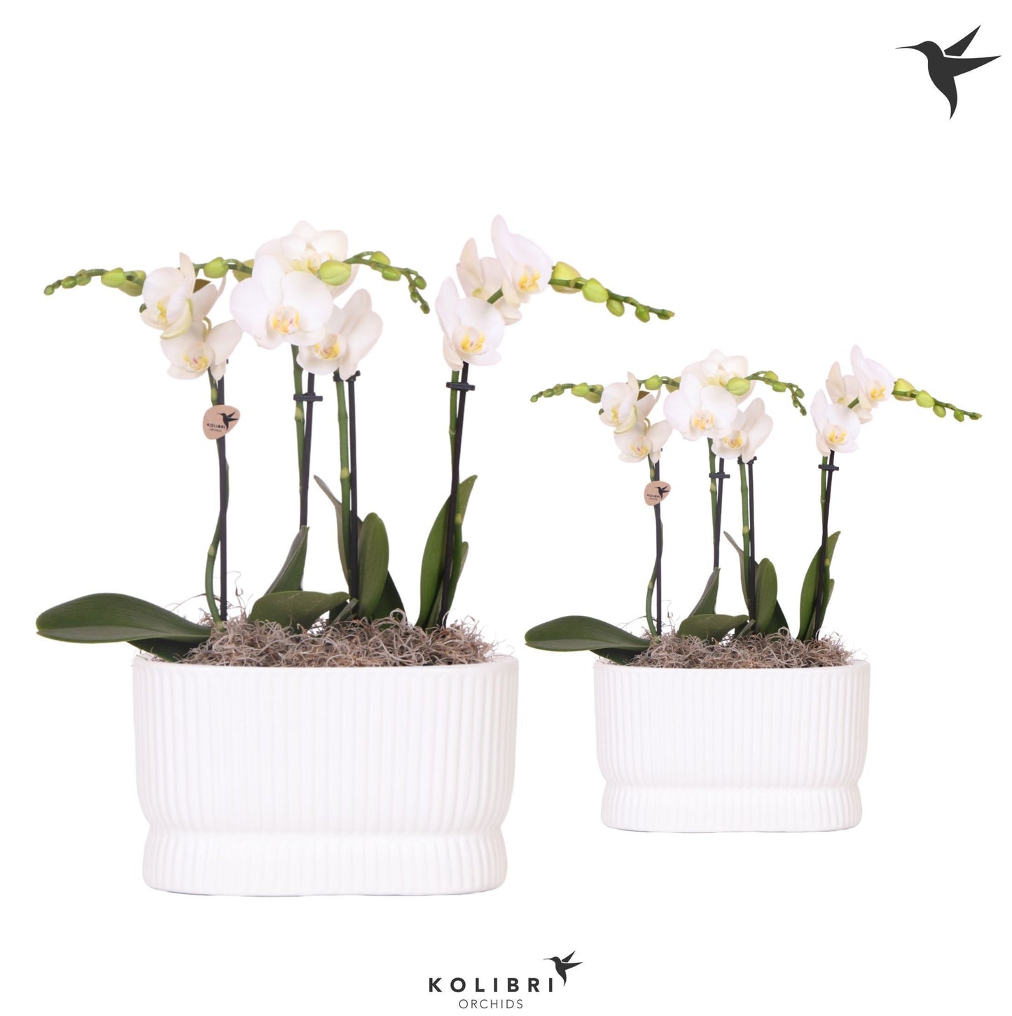 OK Plant Kolibri Orchids Phalaenopsis white 4spike in Diabolo Twin white Pack of 3