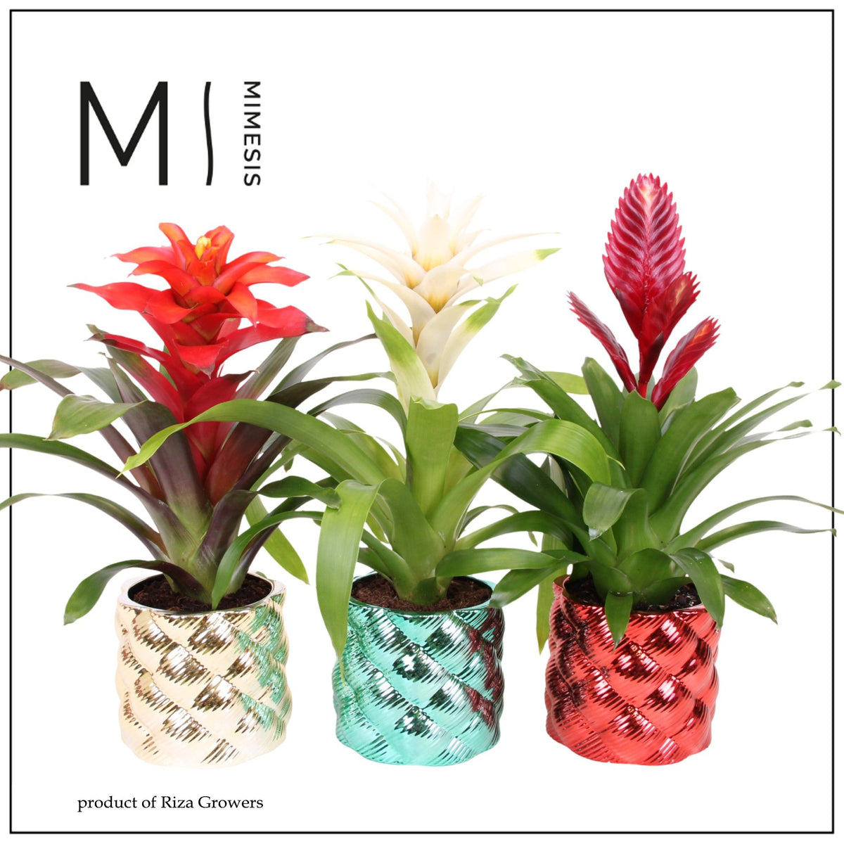 Bromelia mix 45cm 12cm Pot