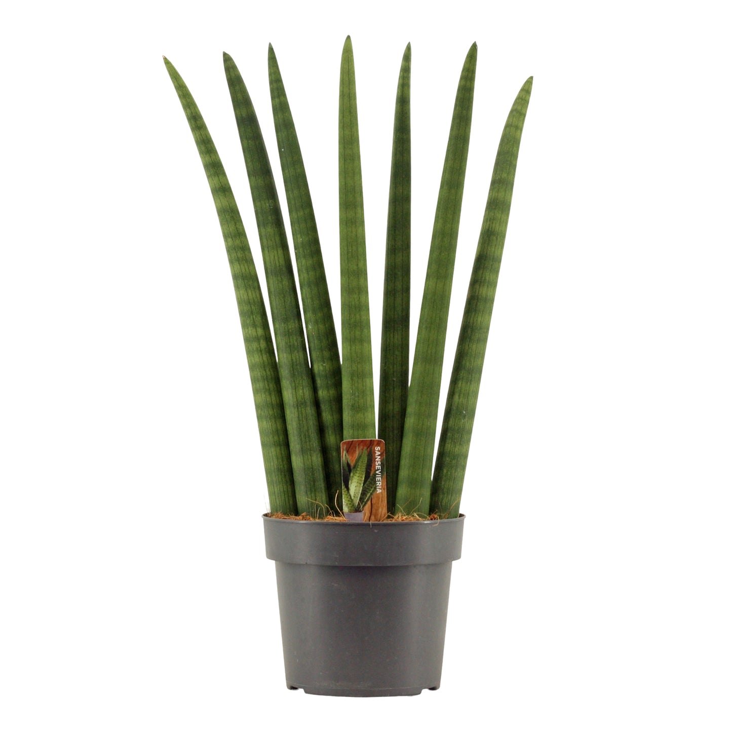 Sansevieria cylindrica 55cm 17cm Pot
