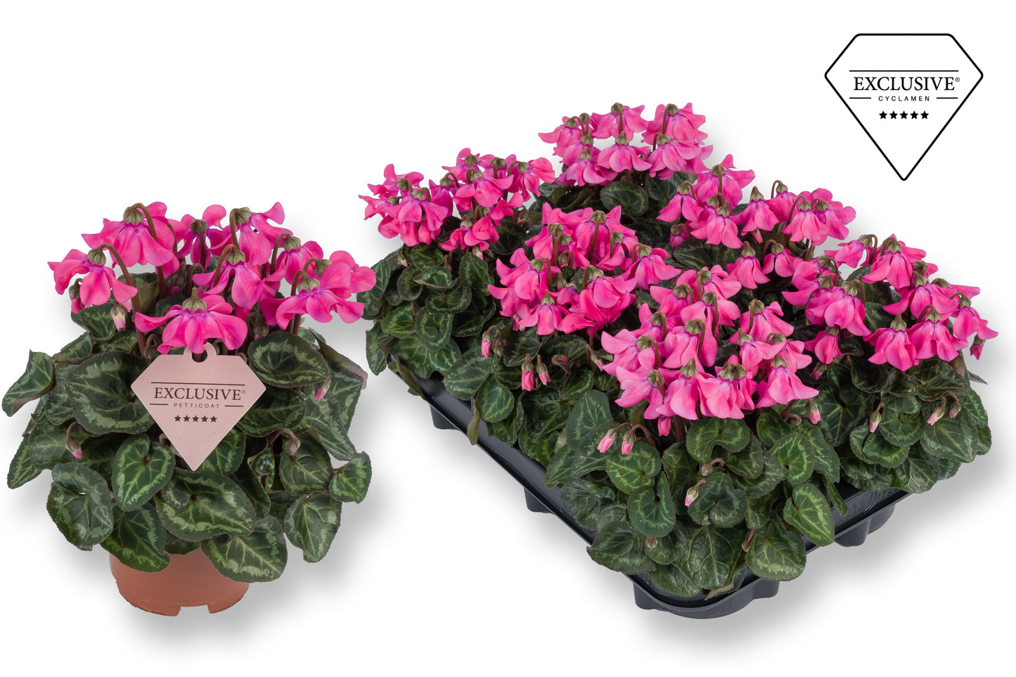 Cyclamen Petticoat pink 20cm 510cm Pot