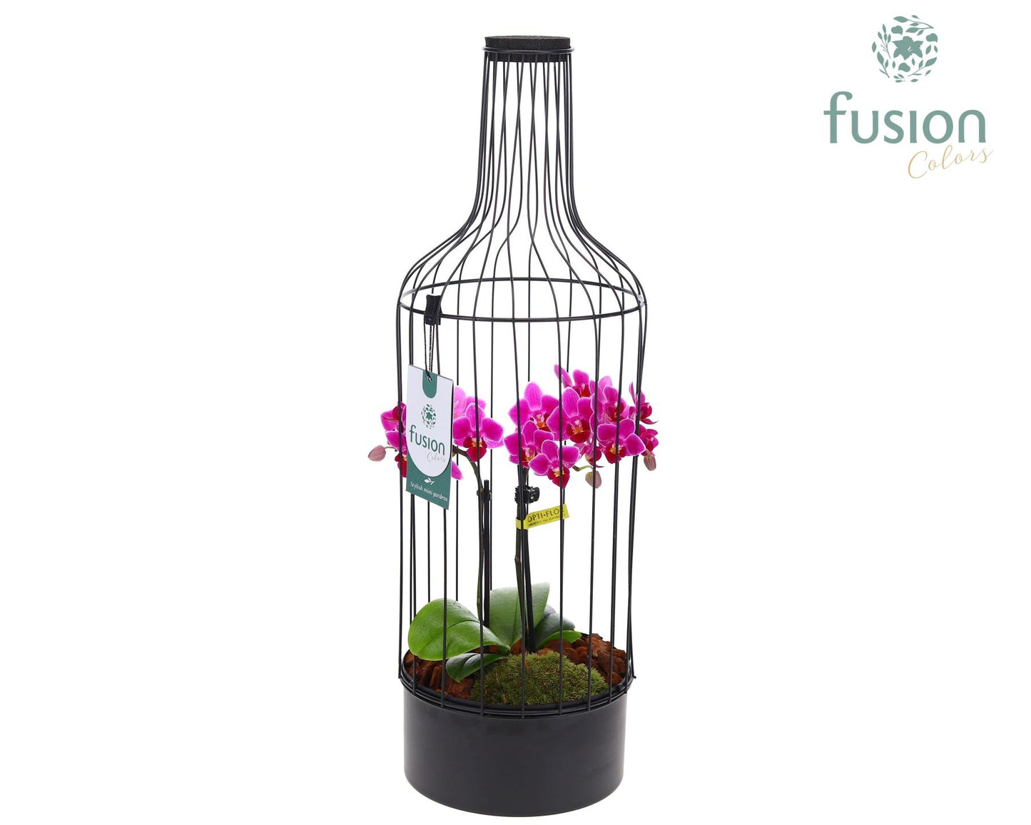 Metaal fles zwart Large met Phalaenopsis 55cm 17cm Pot