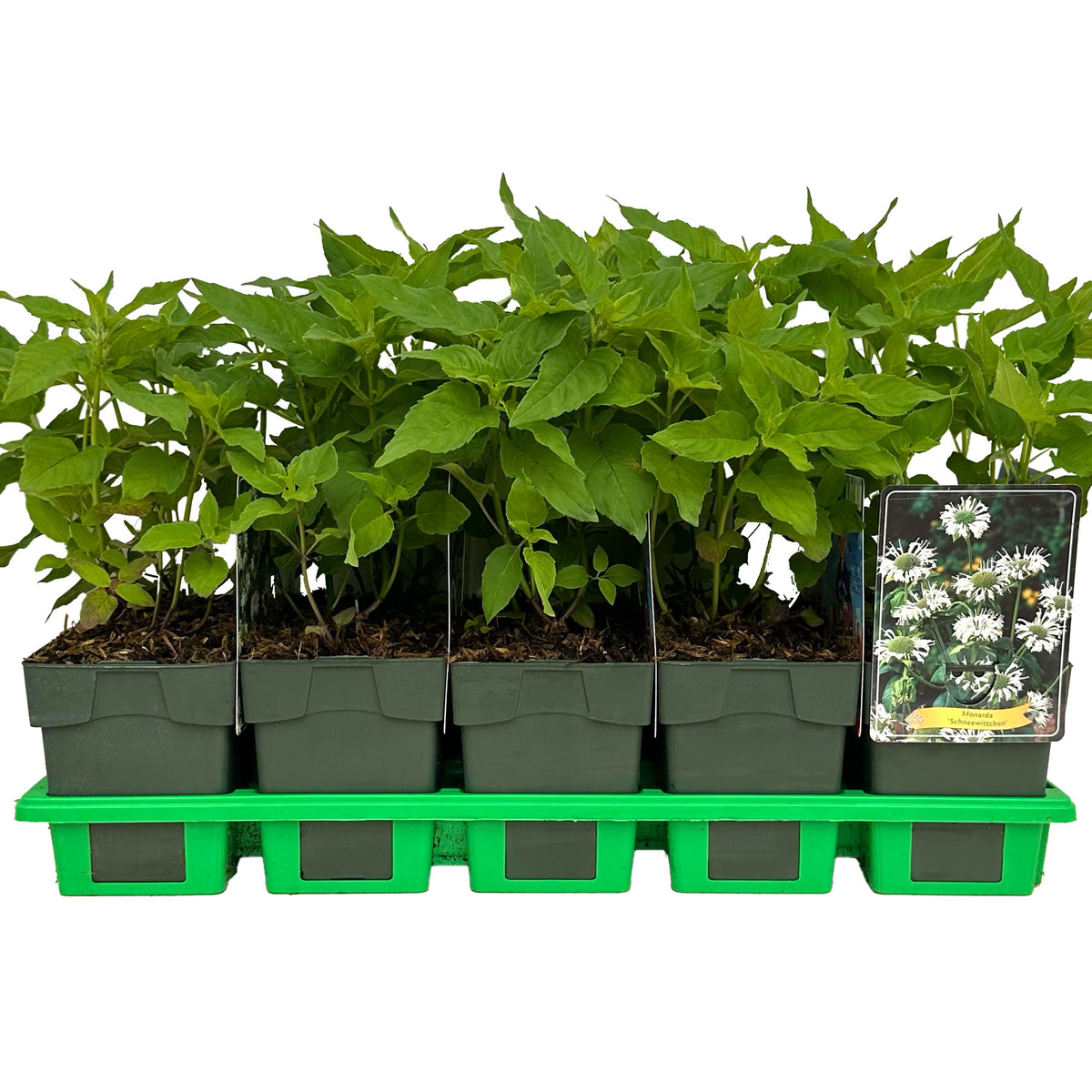 Monarda didyma 25cm 11cm Pot
