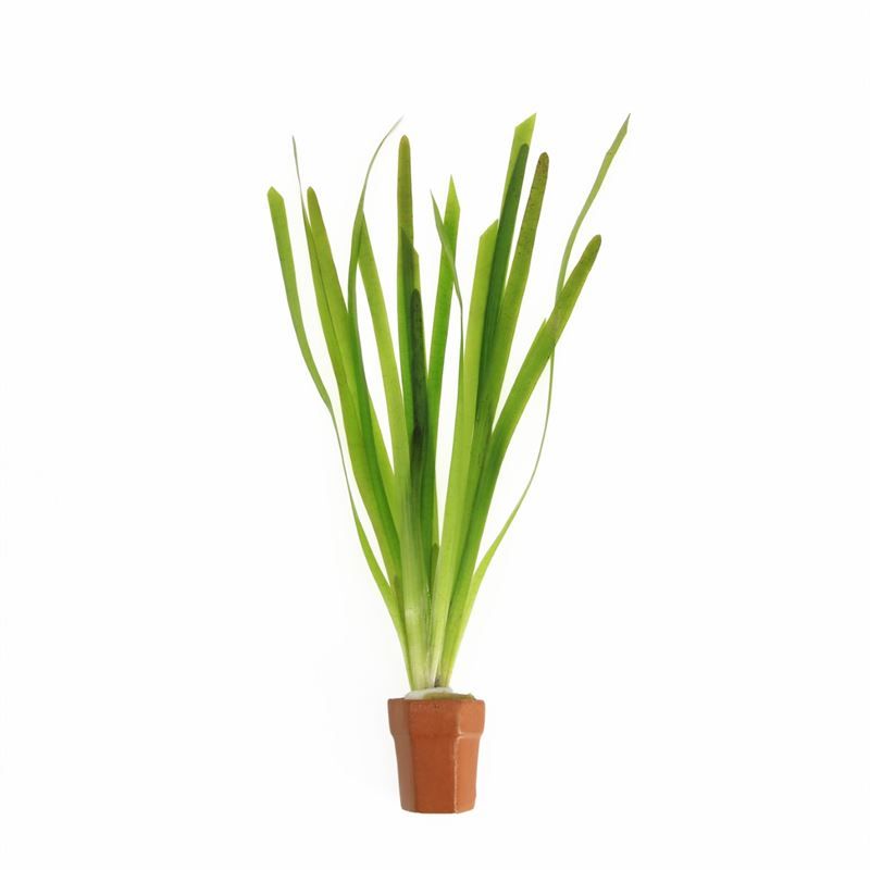 Vallisneria asiatica 5cm 2cm Pot