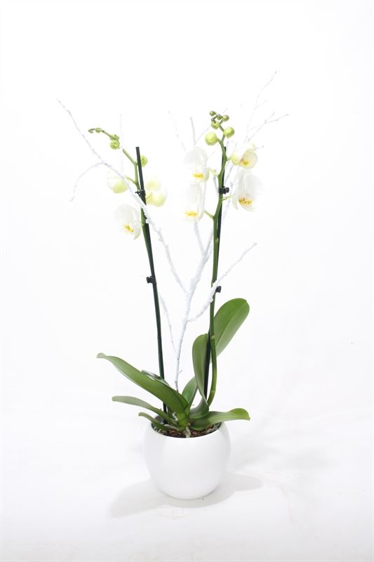 Phalaenopsis white 55cm 12cm Pot