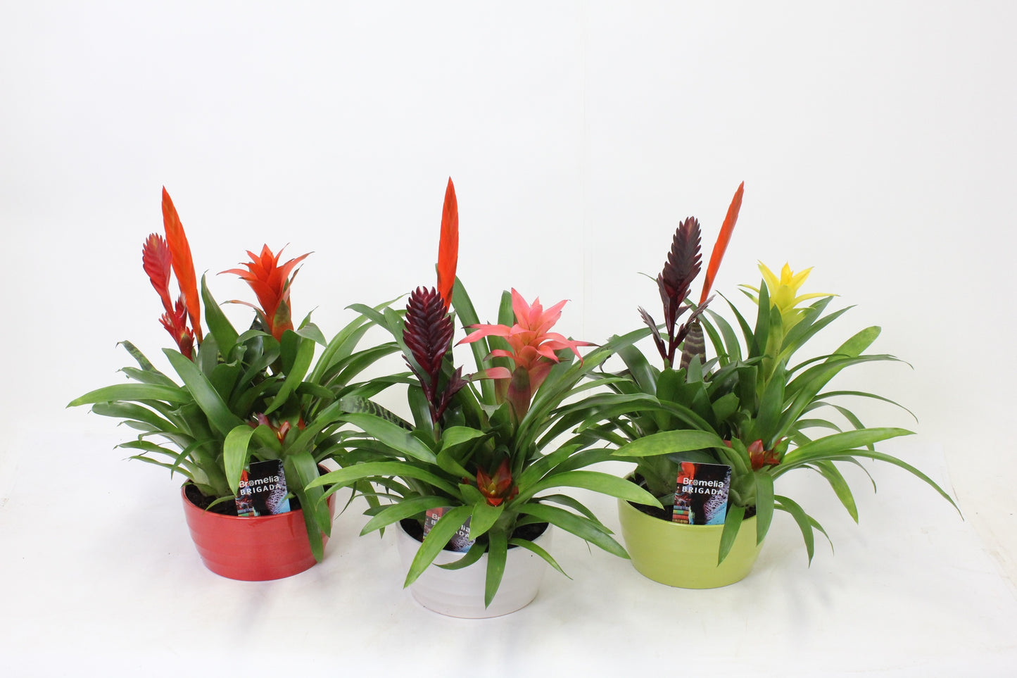 Bromelia mix 45cm 21cm Pot