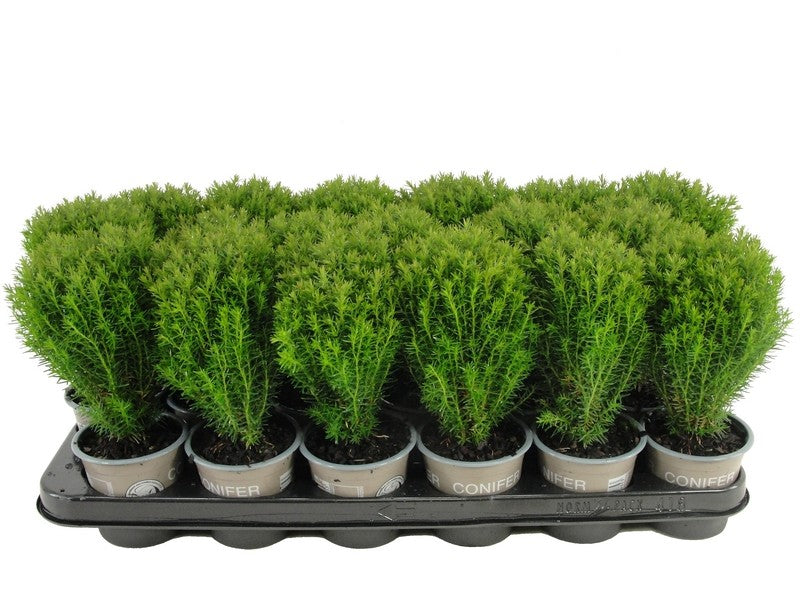 Thuja occidentalis Teddy 15cm 9cm Pot