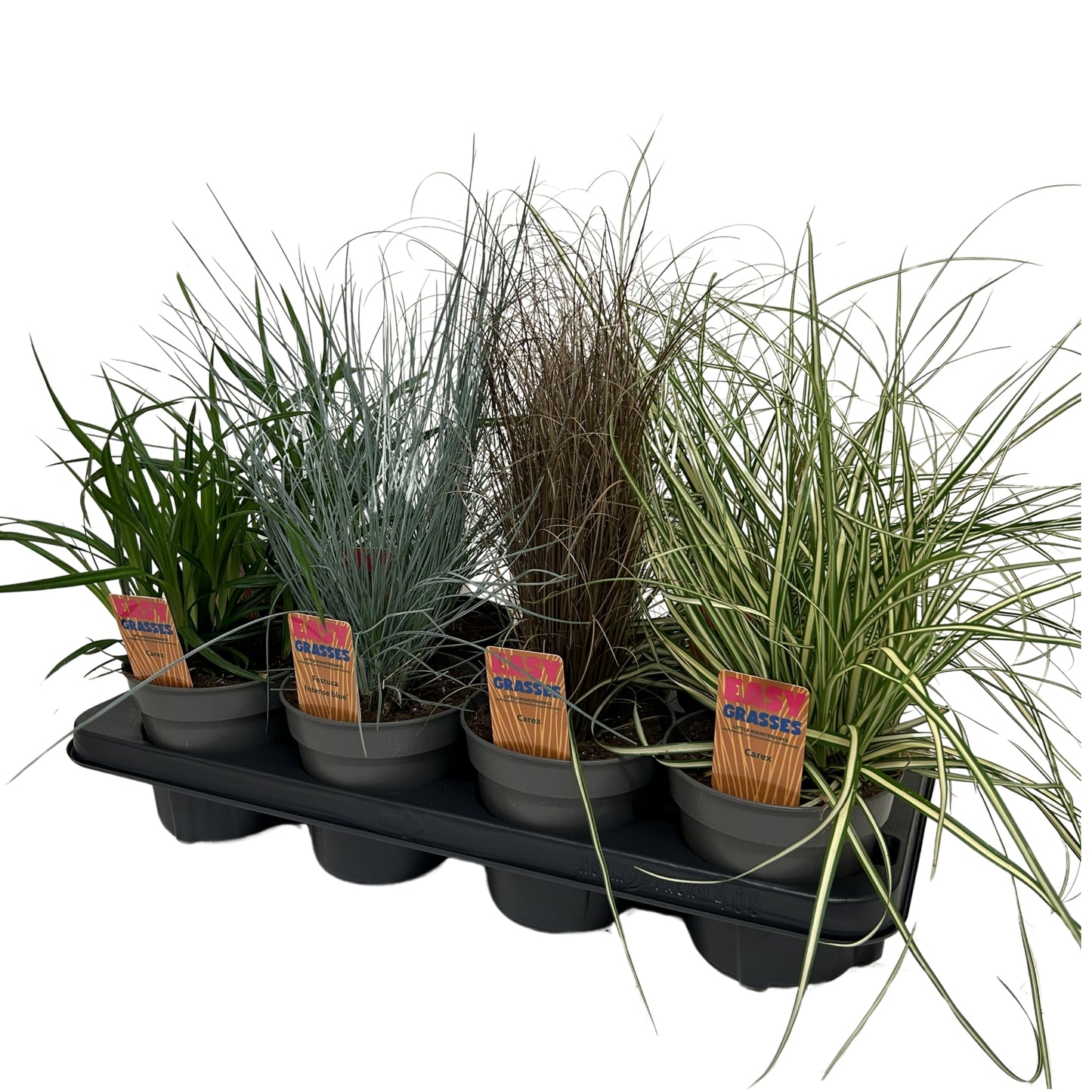 Grasses mix 35cm 13cm Pot