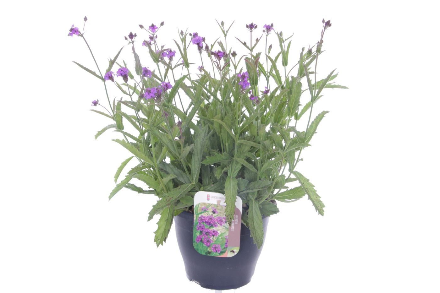 Verbena rigida 55cm 23cm Pot