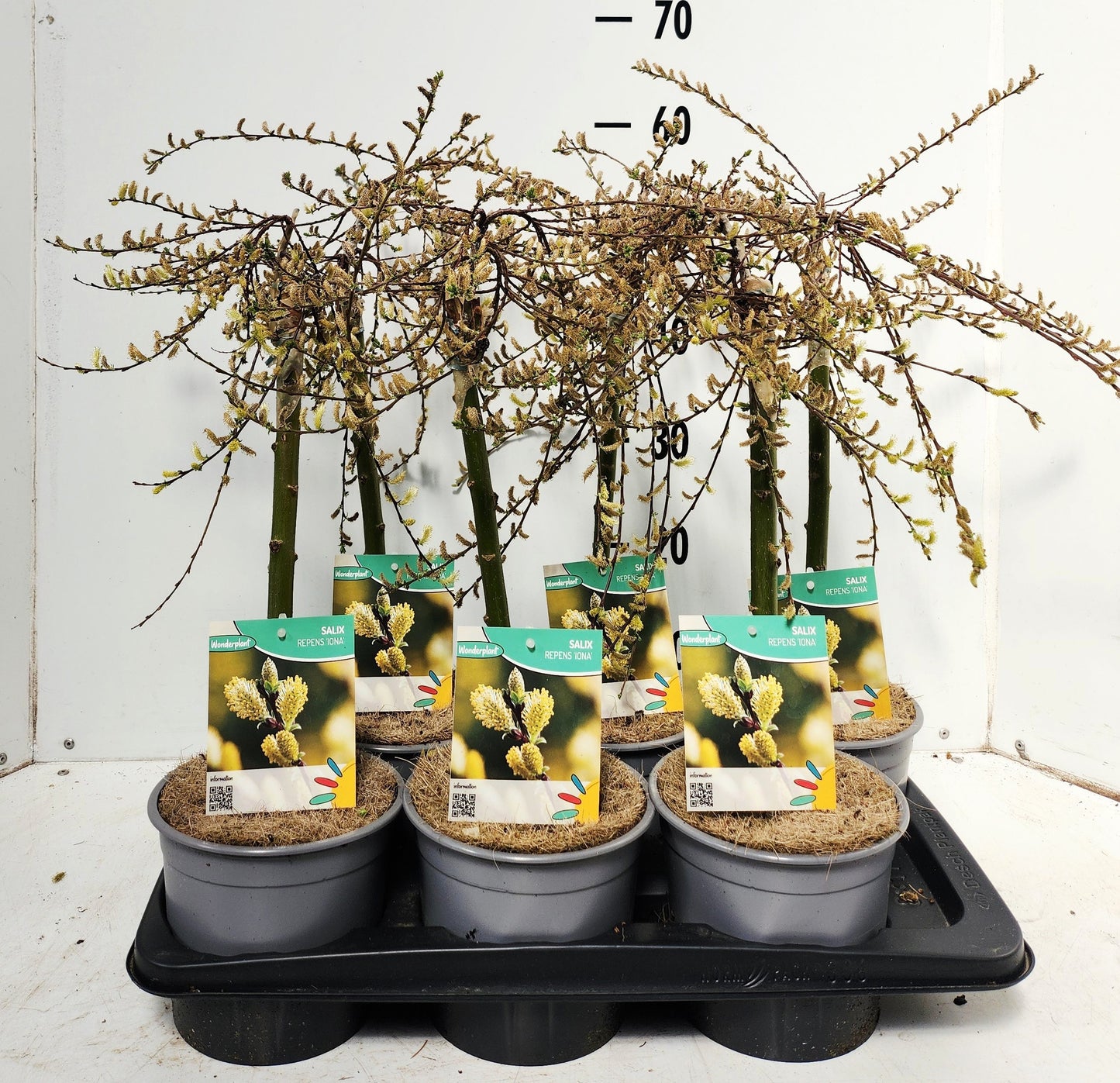 Salix repens Iona 50cm 17cm Pot