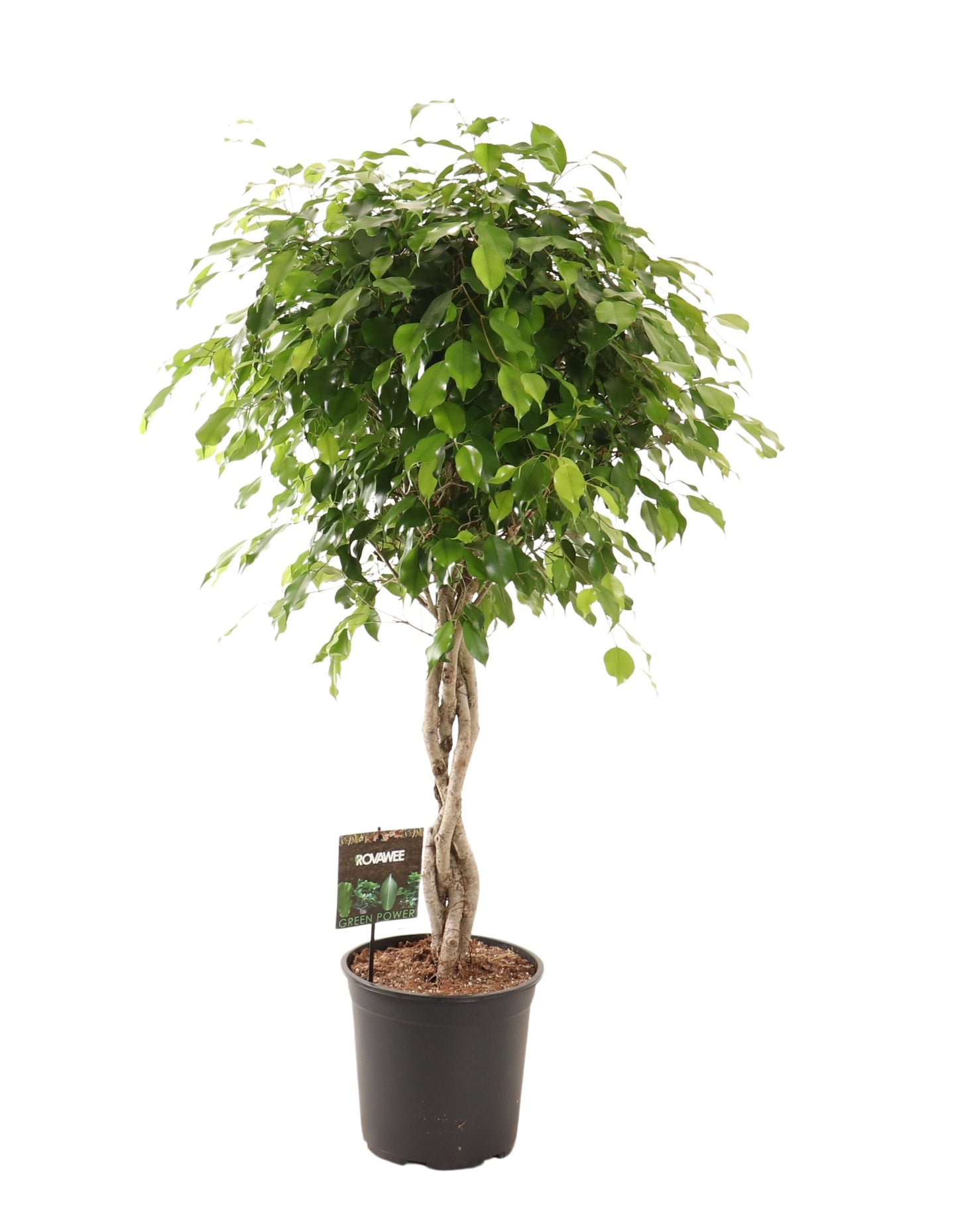 Ficus benj. Exotica 120cm 27cm Pot