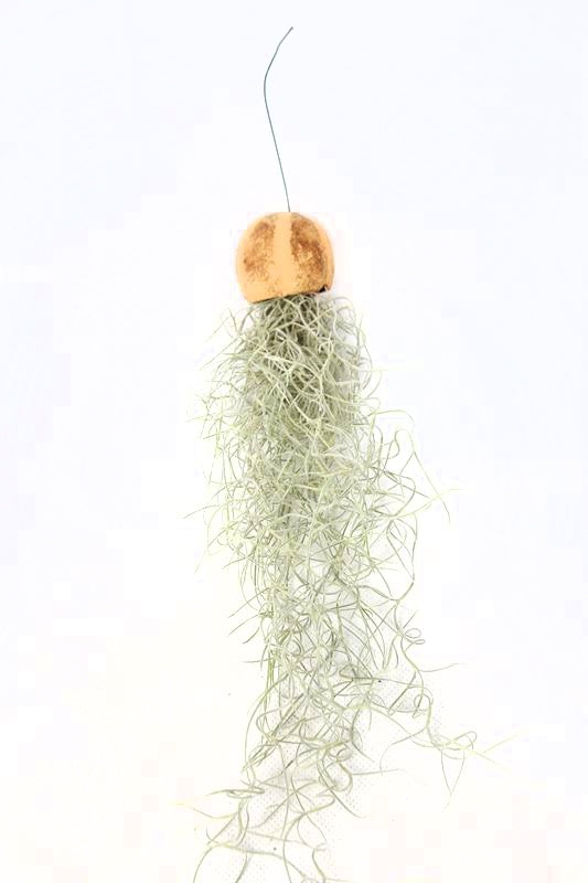 Tillandsia usneoides