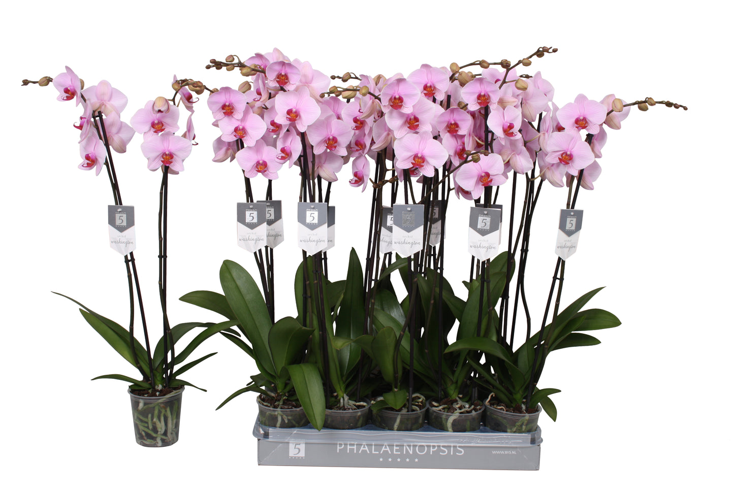 Phalaenopsis Washington 80cm 12cm Pot