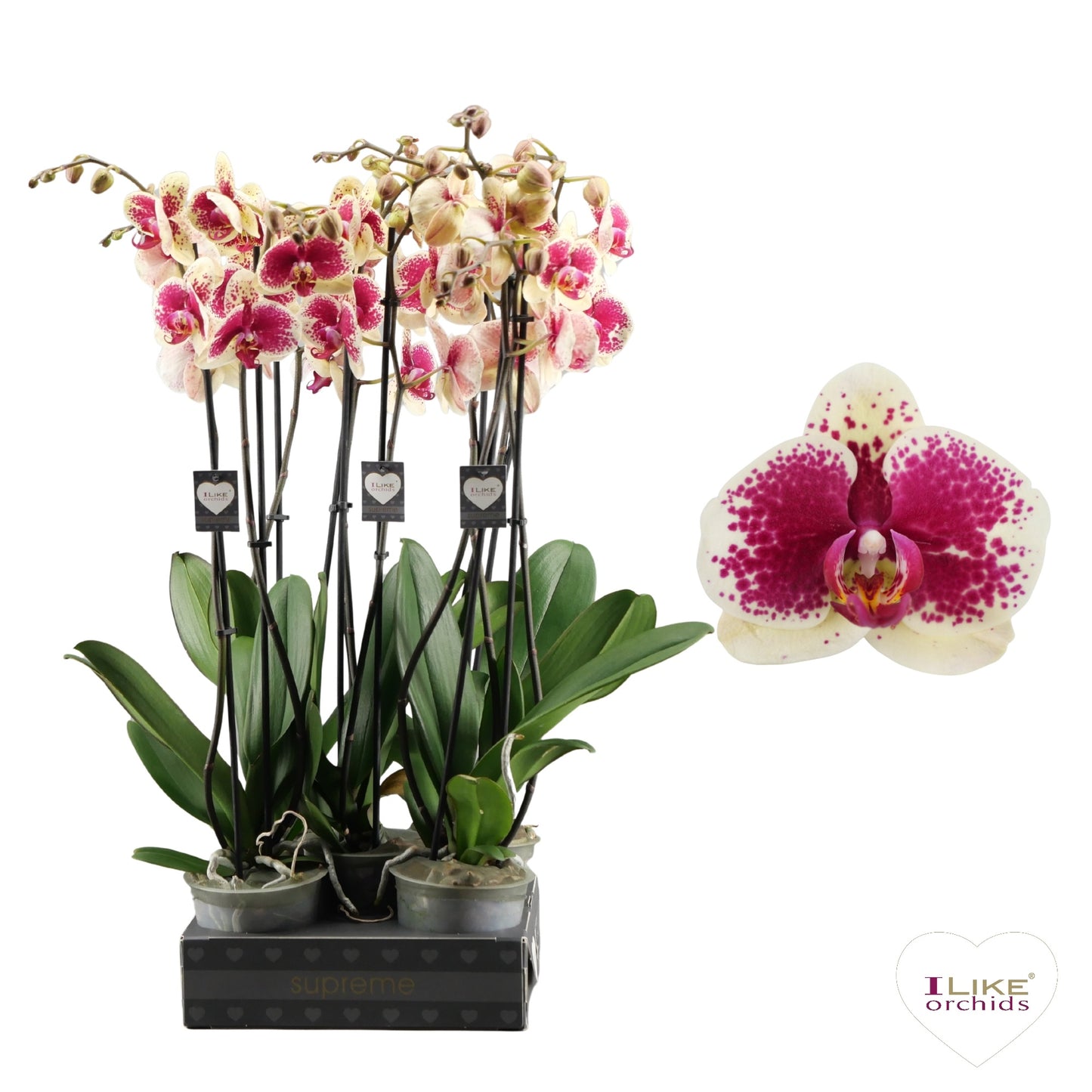 Phalaenopsis yellow 65cm 12cm Pot