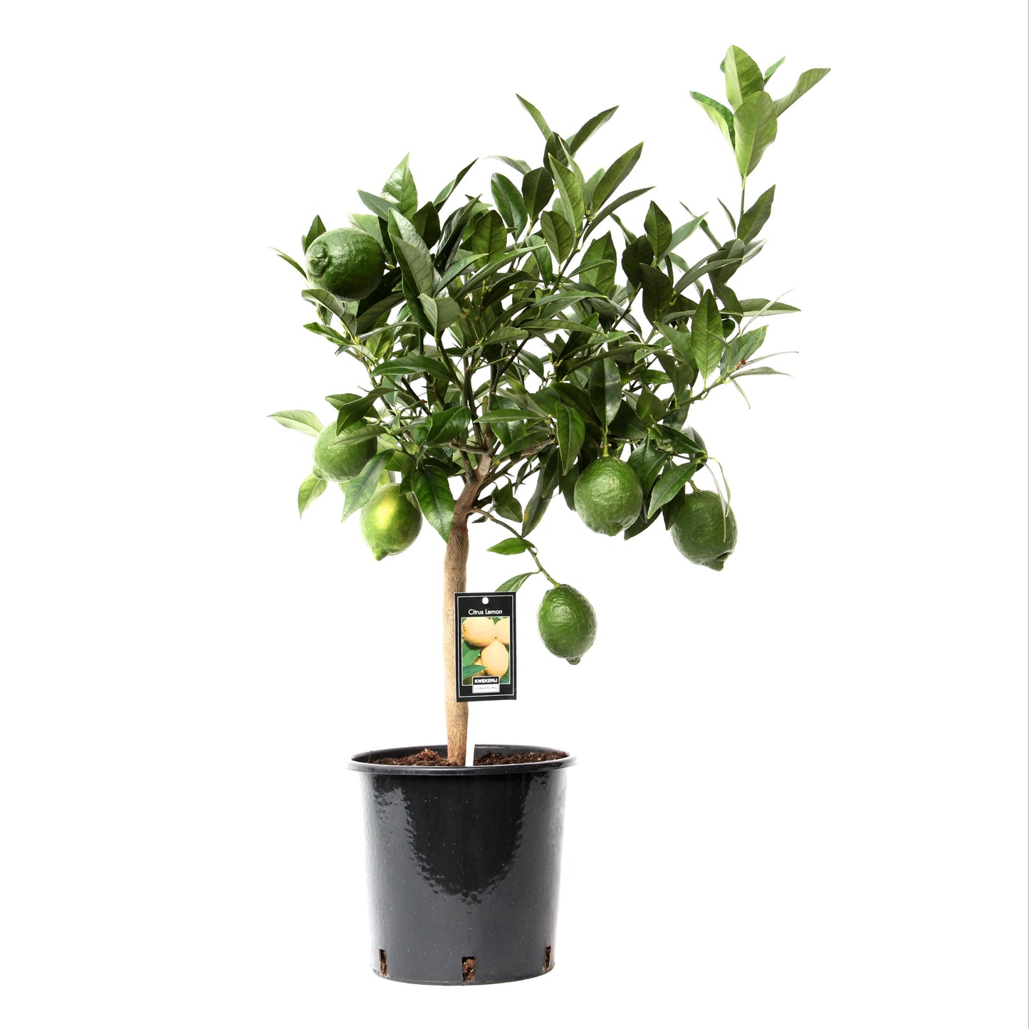 Citrus Lime Green 75cm 22cm Pot