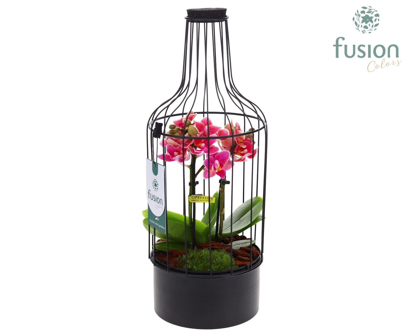 Metaal fles zwart Medium met Phalaenopsis 35cm 15cm Pot