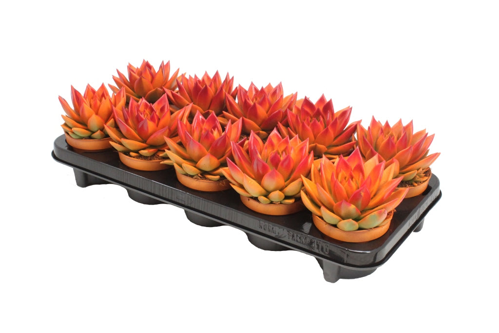 Echeveria oranje gespoten 13cm 10.5cm Pot