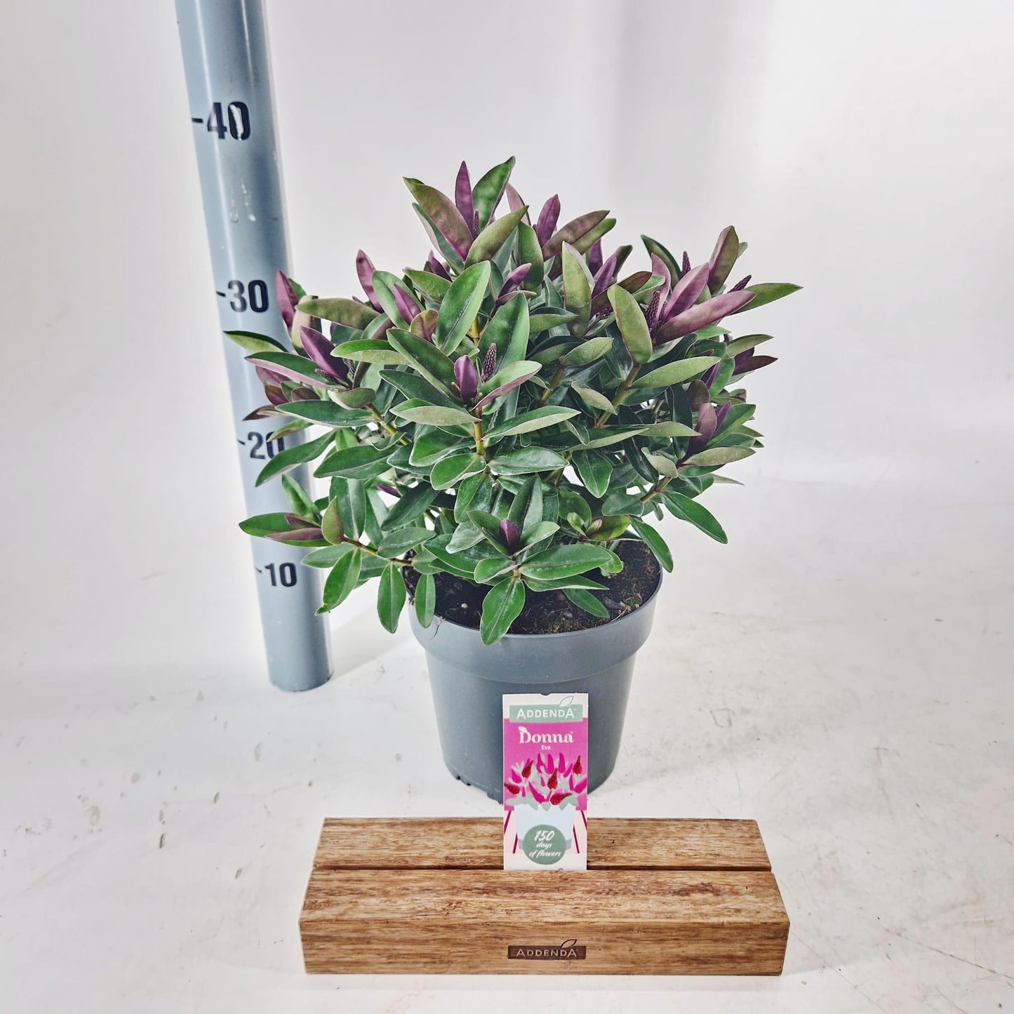 Hebe Addenda mix 35cm 17cm Pot