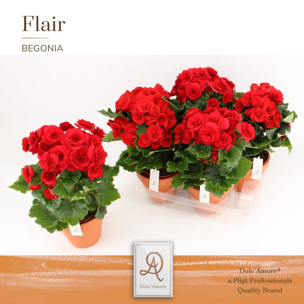 Pligt Professionals BV Begonia el. Halo Pack of 4