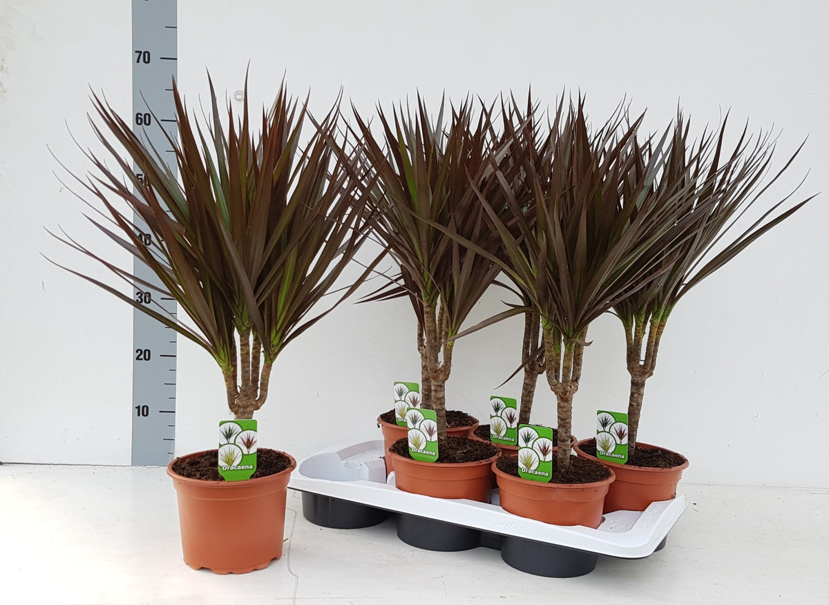 Dracaena Magenta 75cm 17cm Pot