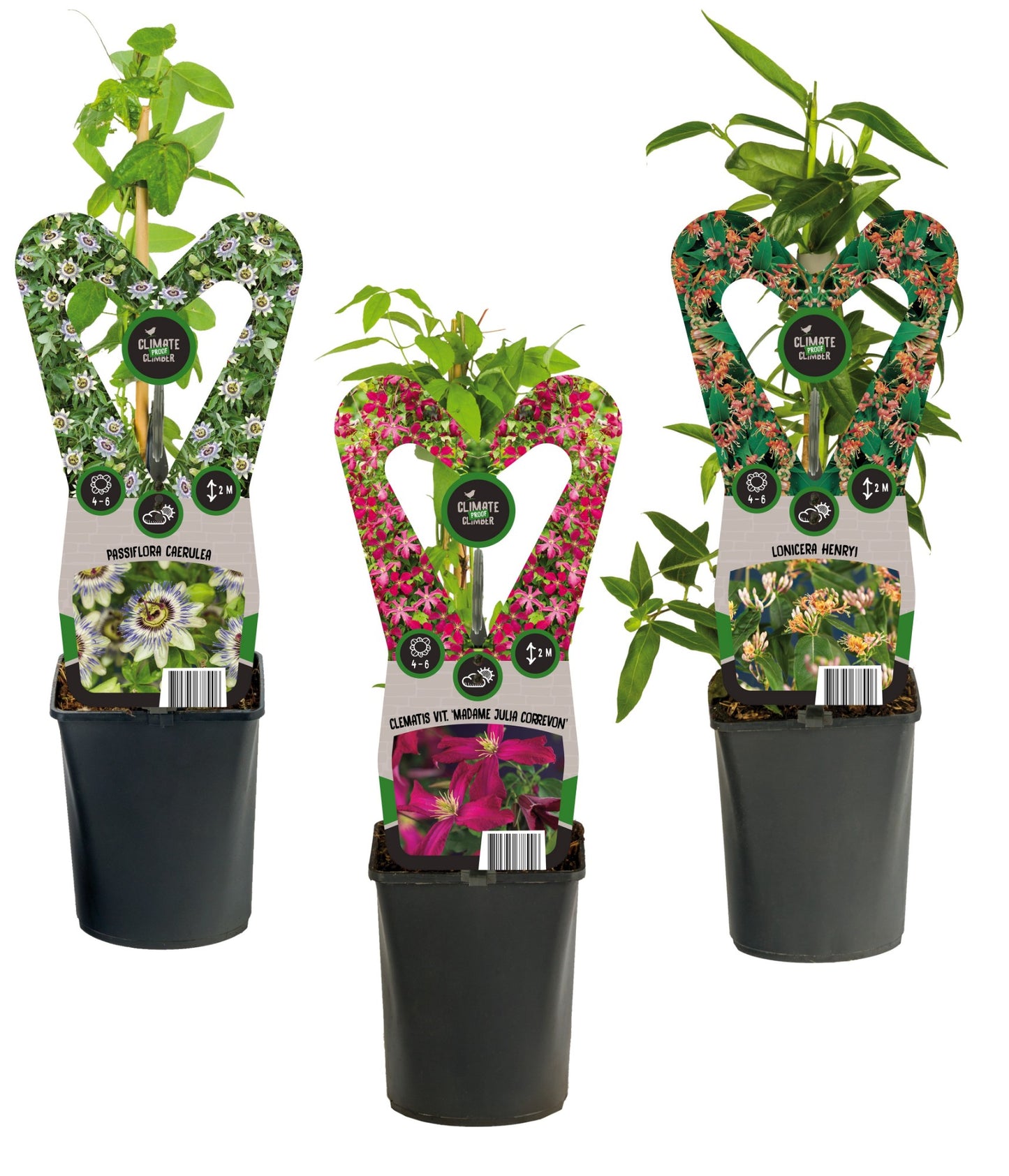 Climbers Mix 40cm 11cm Pot