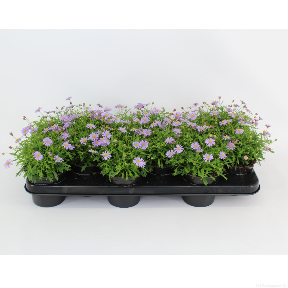 Brachyscome Mauve Delight 20cm 510cm Pot
