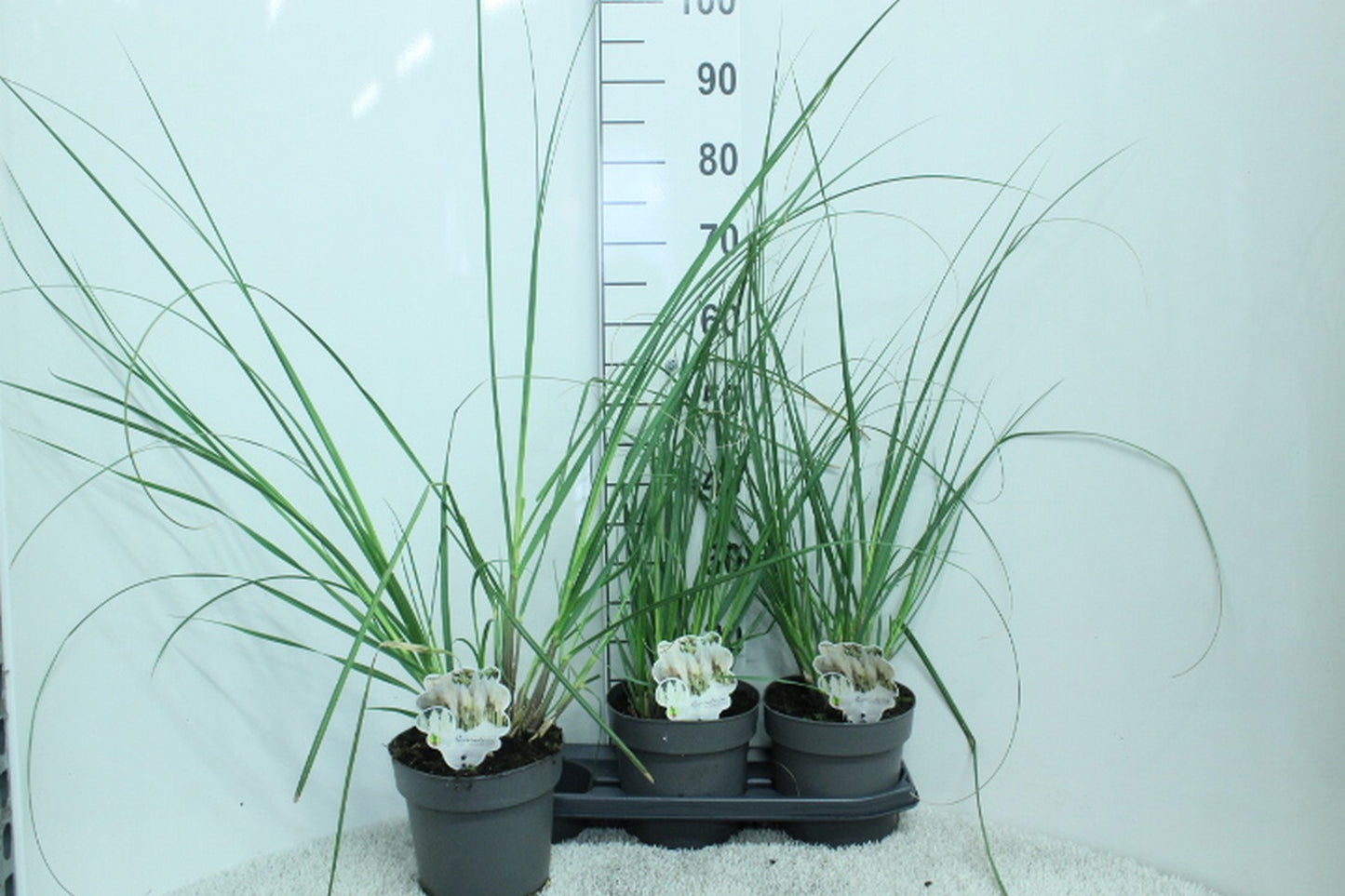 Cortaderia selloana 80cm 19cm Pot