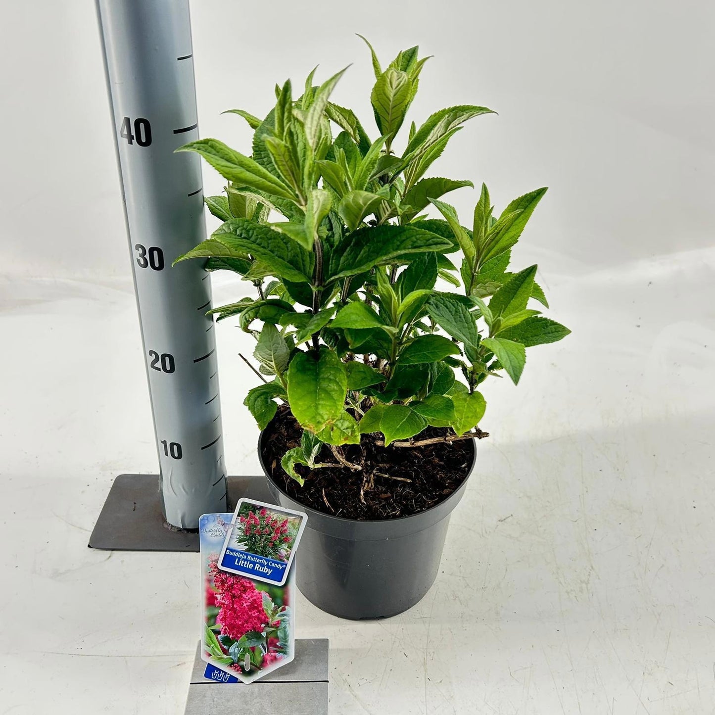 Buddleja Butterfly Candy Little Ruby 45cm 19cm Pot