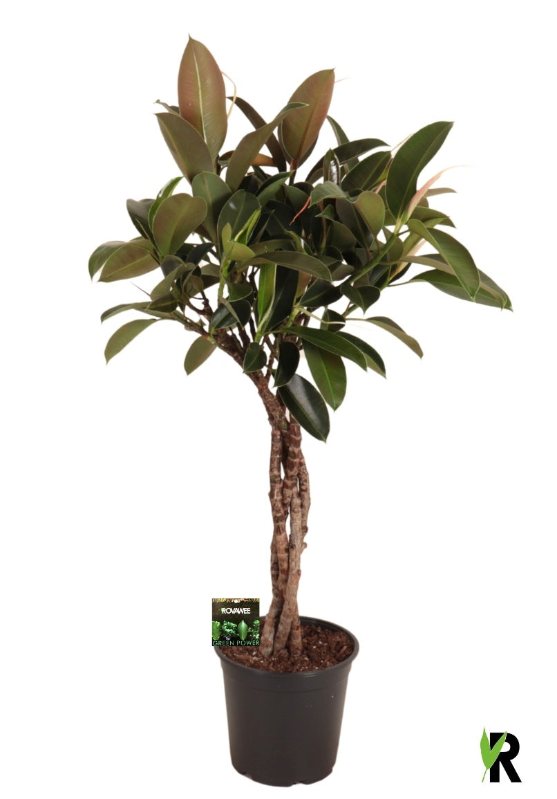 Ficus el. Melany 110cm 24cm Pot