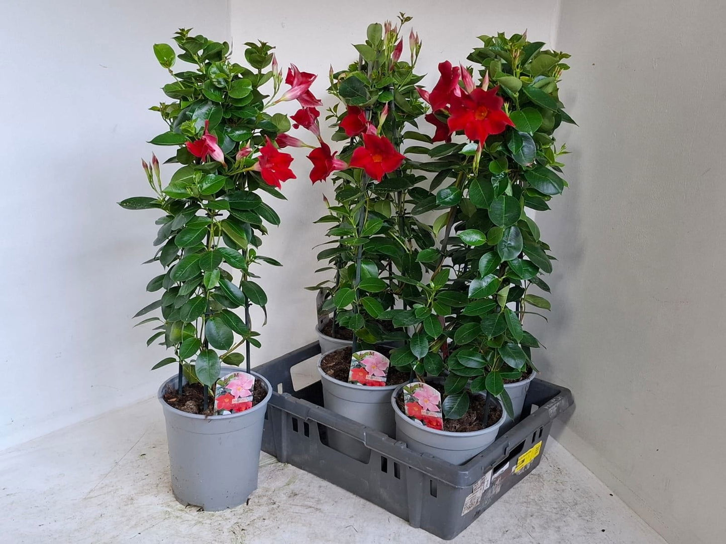 Mandevilla Red 75cm 19cm Pot