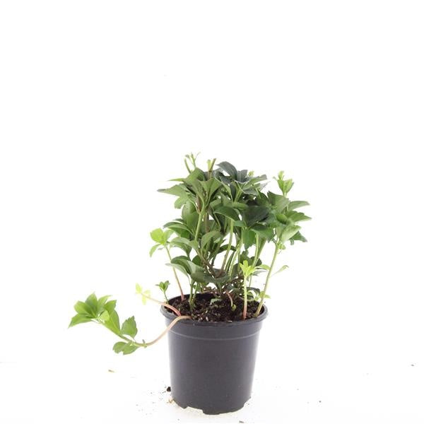 Pachysandra terminalis 20cm 14cm Pot
