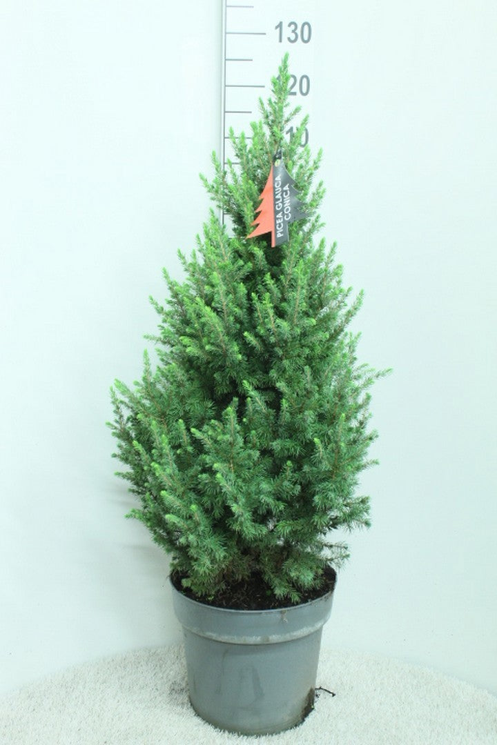 Picea glauca Conica 120cm 32cm Pot