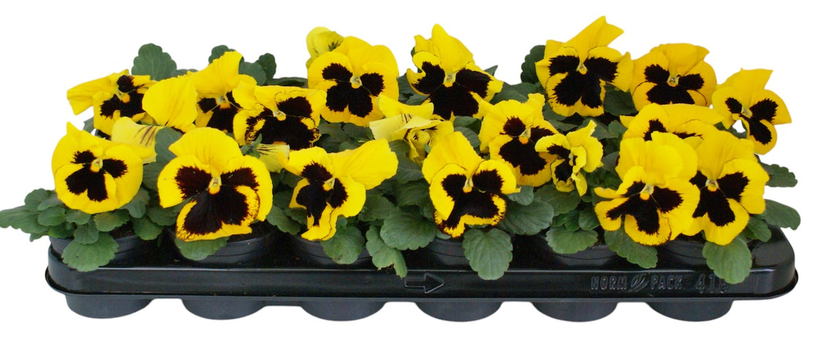 Viola Delta Yellow with Blotch 12cm 9cm Pot