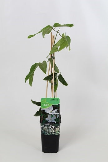 Clematis armandii 60cm 14cm Pot