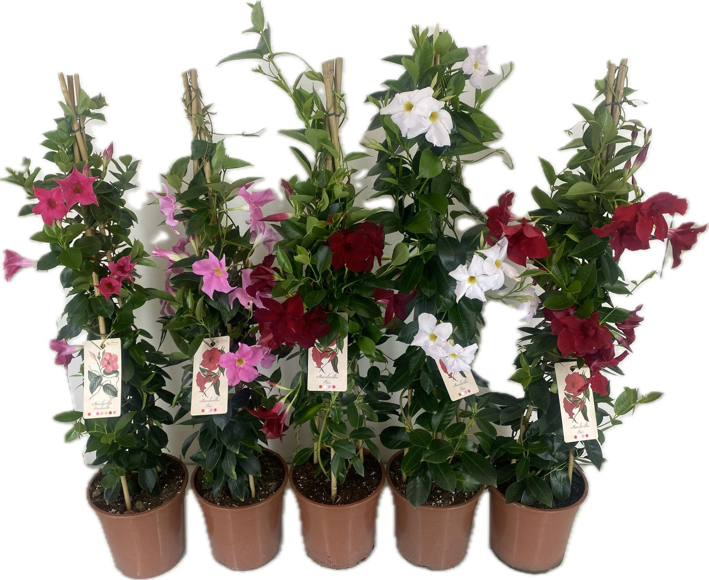 Mandevilla Rio mix 100cm 22cm Pot