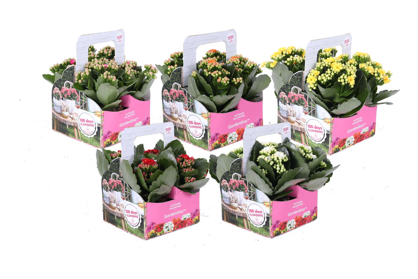 Kalanchoe double Gardenlina mix 15cm 7cm Pot